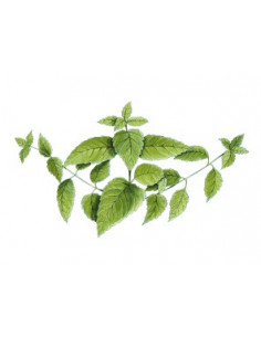 Sidn ORTIE PHYTOGRANULES 2