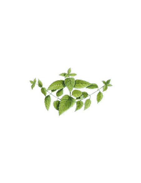 Sidn ORTIE PHYTOGRANULES