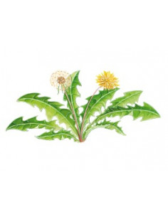 Sidn PISSENLIT PHYTOGRANULES 2