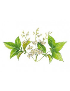 Sidn REINE DES PRES PHYTOGRANULES 2