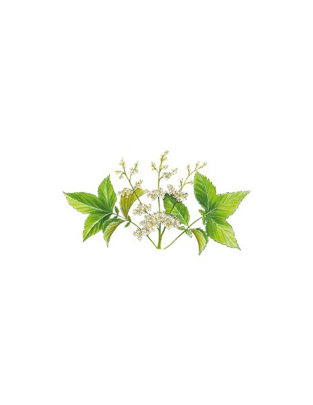 Sidn REINE DES PRES PHYTOGRANULES