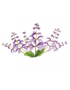 Sidn SAUGE PHYTOGRANULES 2