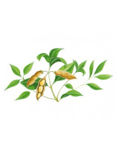 Sidn SOJA PHYTOGRANULES 2