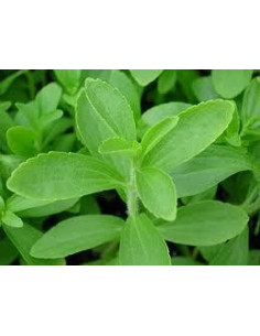 Stevia Poudre 50g 2