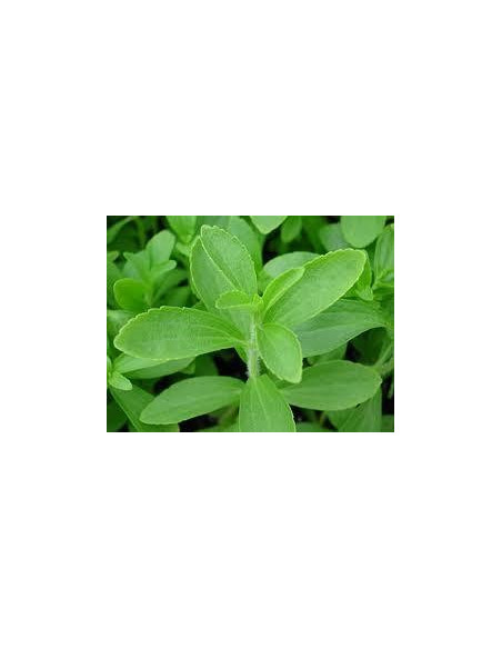 Stevia en Poudre 50g Guayapi - sucre 100% naturel