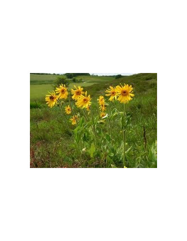Boiron Arnica Montana 9ch Dose Unitaire