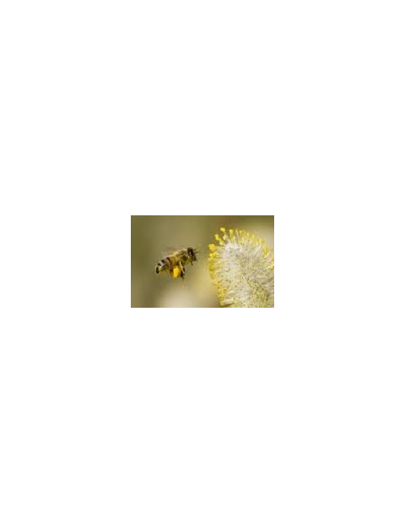 Alvéolys Spray gorge de l'apiculteur 15 ml